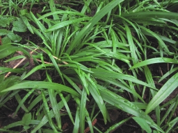 Dieses Bild zeigt Bärlauchpflanzen