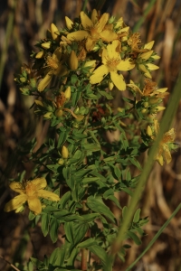 Das Bild zeigt Johanniskraut