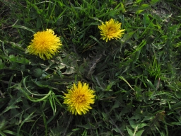 Dieses Bild zeigt Löwenzahnpflanzen