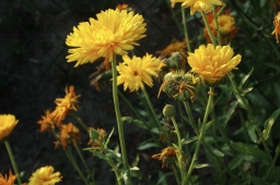 Dieses Bild zeigt Ringelblumen