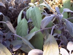 Das Bild zeigt eine Salbeipflanze