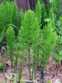 Dieses Bild zeigt Ackerschachtelhalm