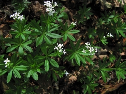 Dieses Bild zeigt Waldmeisterflanzen